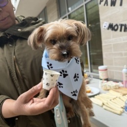 a puppy eating pup cream